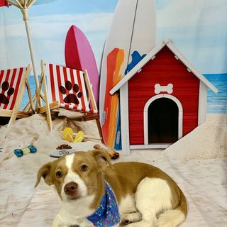 Pet feliz no Pet's Day — galeria de clientes (1)