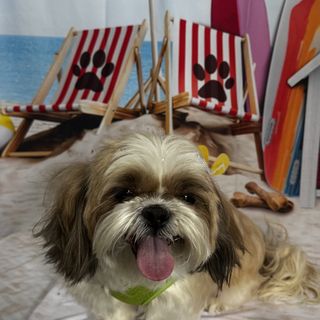 Pet feliz no Pet's Day — galeria de clientes (2)