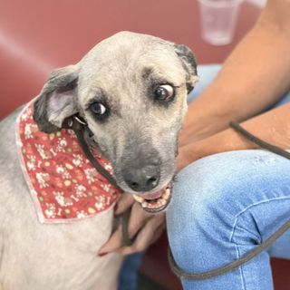 Pet feliz no Pet's Day — galeria de clientes (4)