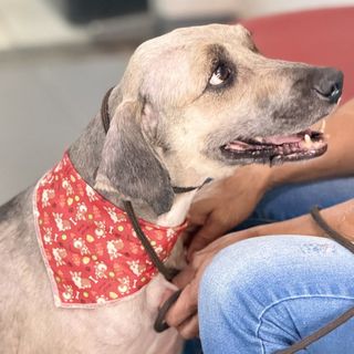 Pet feliz no Pet's Day — galeria de clientes (5)
