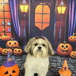 Pet feliz no Pet's Day — galeria de clientes (11)