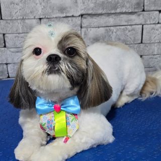 Pet feliz no Pet's Day — galeria de clientes (12)