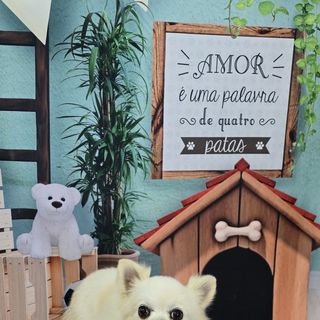 Pet feliz no Pet's Day — galeria de clientes (16)
