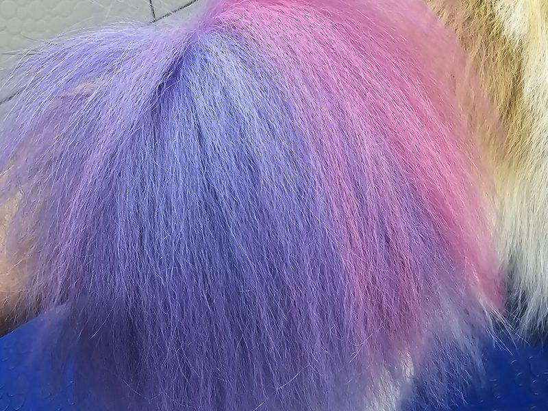 Coloração pet
