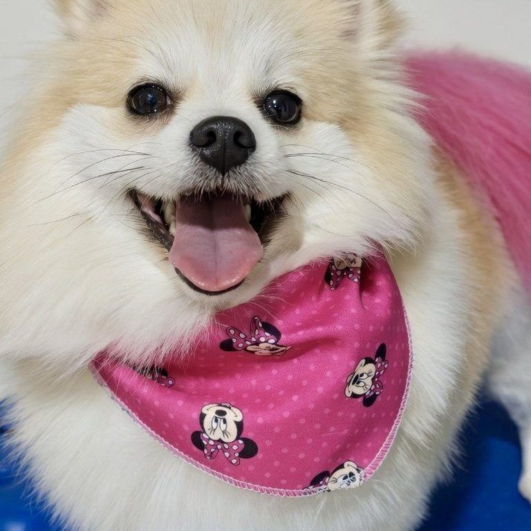 Pomerânia com bandana rosa no Pet's Day — cliente desde os primeiros dias da loja
